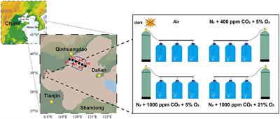 Hypoxia-Enhanced N2O Production Under Ocean Acidification in the Bohai Sea